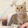 Profilbild von きなこ@なぽれおん