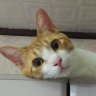 おーすげ(おーすぎ) 的头像