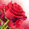 أحمد القبساني's profile picture