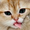Tomomon profil fotoğrafı