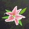 Lily 🟧 profil fotoğrafı