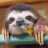 Profilbild von Falsario
