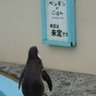 ZengYou (ヨウ) 的头像