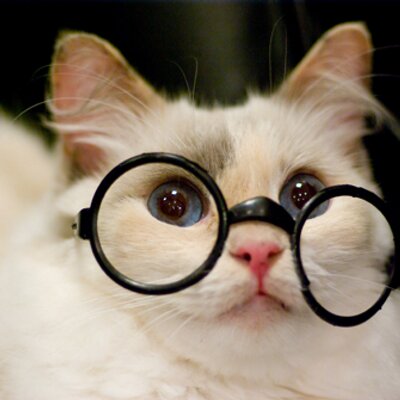 ねこのみせ＠おかげさまで20周年's profile picture