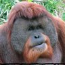 Trumpsterdiver's profile picture