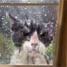 Wesley Morgan's profile picture