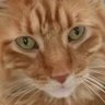 Tiki 🐾🌴🍹🇺🇸 profil fotoğrafı