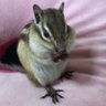 Profilbild von しおん@