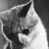 Profilbild von Rex Wang