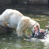 P ๐ปโโ๏ธ Bear ็ๅคดๅ
