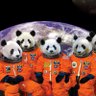 The astronaut pandas's profile picture