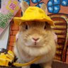Profilbild von ハンナ🐰のママ
