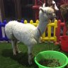 Jinxia Yao profil fotoğrafı