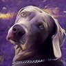 Carlos Maldonado's profile picture
