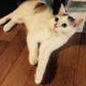 ふーちゃんとちびた 的头像
