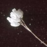 Nancyli's profile picture