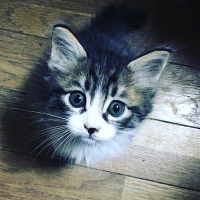 おきな's profile picture