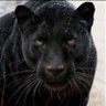 Black Tiger (MBS) 的头像