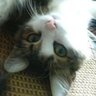 ☆優ぽん☆ profil fotoğrafı