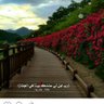 🌟سلسبيل 🌟's profile picture