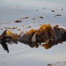 Фото профиля Gamerkelp