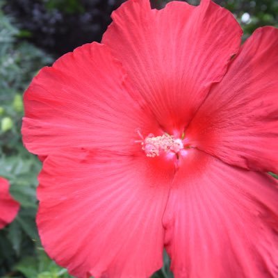 Hanabi_NYC's profile picture