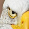Green Chile's profile picture