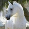 ممدوح الجهني's profile picture