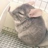 ヒデ 的头像