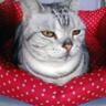 chop's profile picture