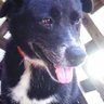 サム🐶 profil fotoğrafı