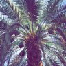 واحة النخيل's profile picture