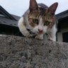 Profilbild von Kasankaカサンカ