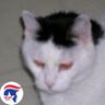 AmeriCat🇺🇸First!🇺🇸🇺🇸🇺🇸🇺🇸's profile picture
