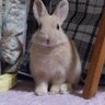Profilbild von LaLalapin🐰