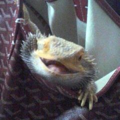 chopper-*'s profile picture