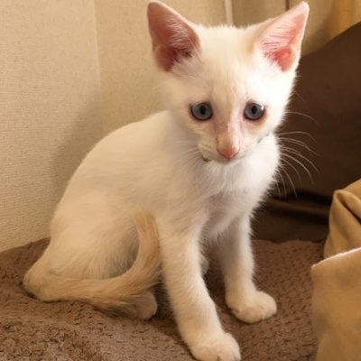 yoshi_miko_81's profile picture