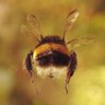 Andrii Melnyk's profile picture