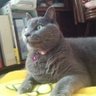 Profilbild von gin-nori