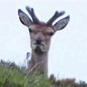 Senor Verde's profile picture