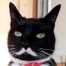おいえす しは's profile picture