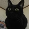 みちにょん profil fotoğrafı