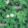 Фото профиля トリカブト茶