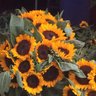 Profilbild von Monita Mehra