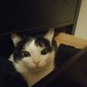 Spigolo the Cat profil fotoğrafı