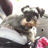 Profilbild von Grumpy Cabbie