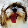 巨大ねずみヌートリアが大好きな太閤殿下's profile picture