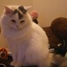Profilbild von 猫のしっぽ