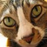 Rightyroo's profile picture