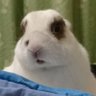 usami's profile picture